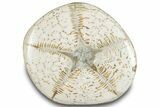 Polished Miocene Fossil Echinoid (Clypeaster) - Morocco #288918-2